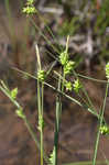 Pine barren sedge